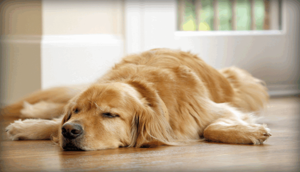 6 Dog Seizure Emergency Treatment Steps